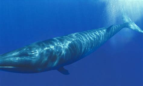 La ballena Azul tiene el pene más grande del mundo